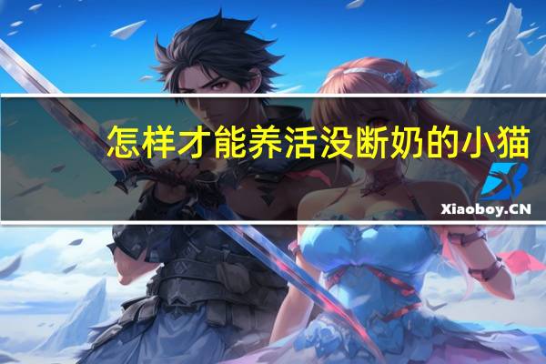 怎样才能养活没断奶的小猫