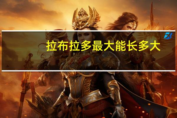 拉布拉多最大能长多大