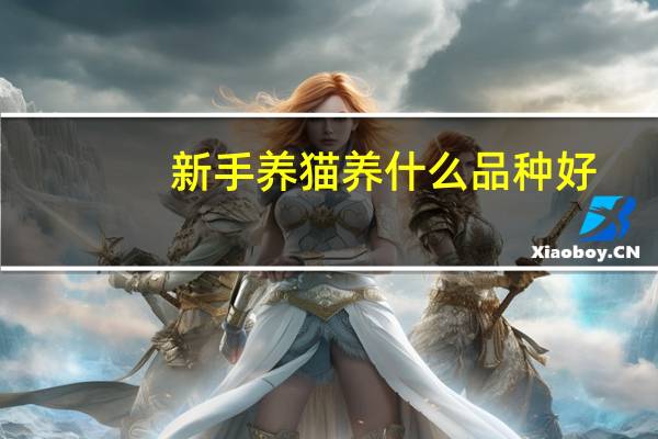 新手养猫养什么品种好