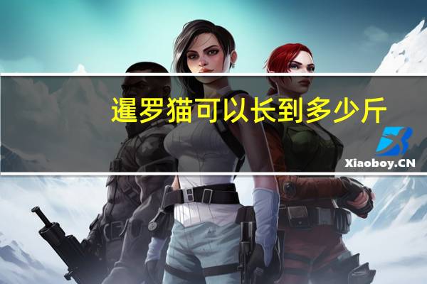 暹罗猫可以长到多少斤