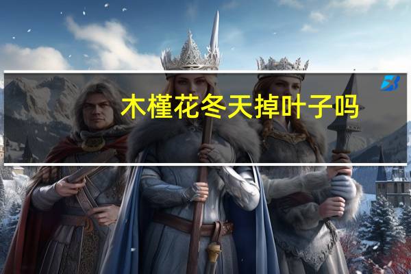 木槿花冬天掉叶子吗