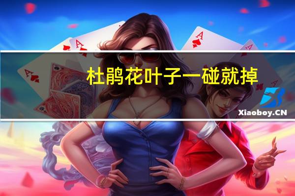 杜鹃花叶子一碰就掉