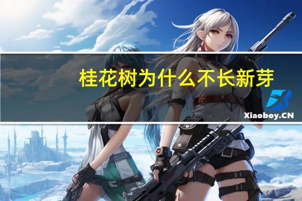 桂花树为什么不长新芽