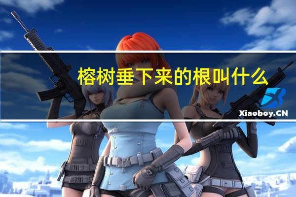 榕树垂下来的根叫什么