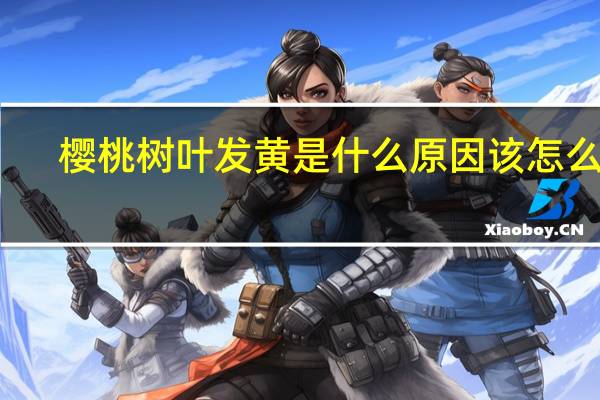 樱桃树叶发黄是什么原因该怎么治