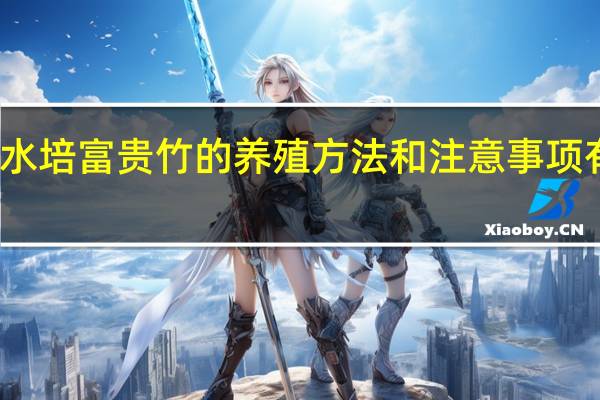 水培富贵竹的养殖方法和注意事项有哪些