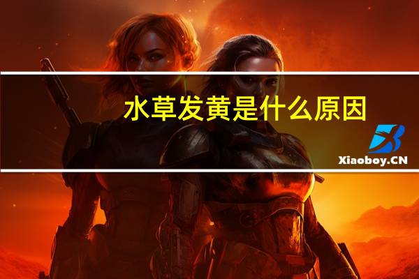 水草发黄是什么原因