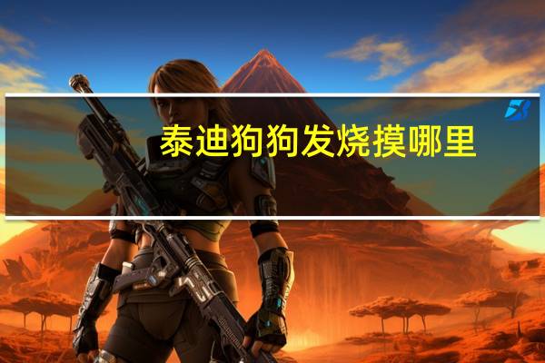 泰迪狗狗发烧摸哪里