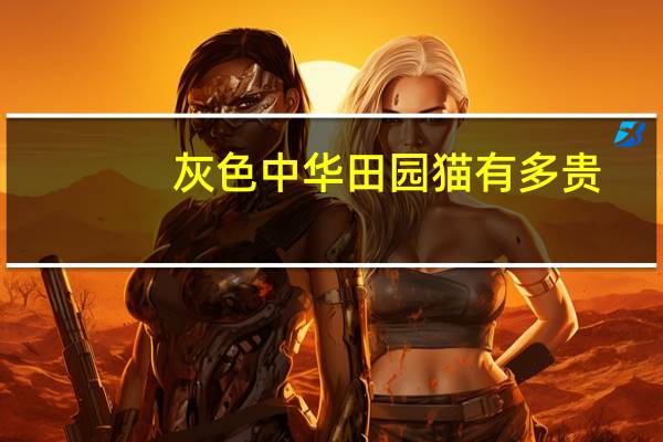 灰色中华田园猫有多贵