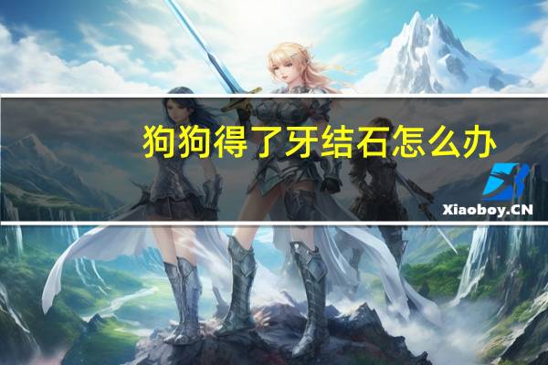 狗狗得了牙结石怎么办