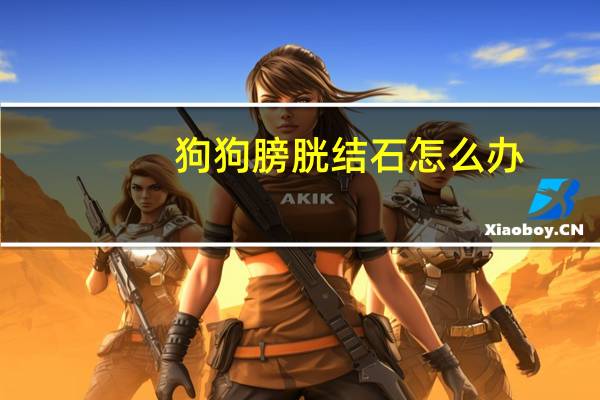 狗狗膀胱结石怎么办