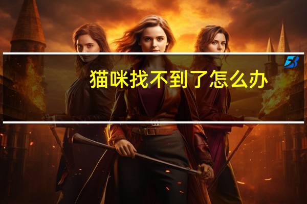 猫咪找不到了怎么办
