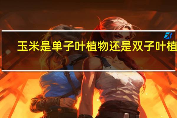 玉米是单子叶植物还是双子叶植物
