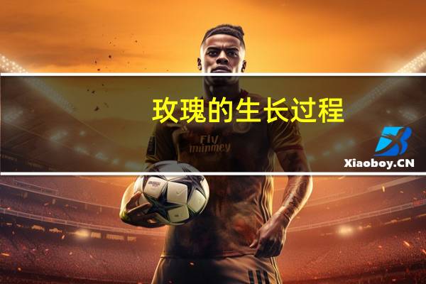 玫瑰的生长过程