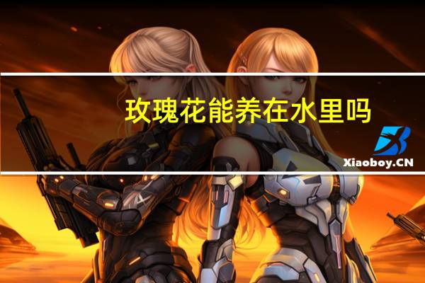 玫瑰花能养在水里吗