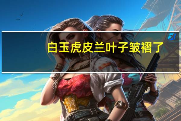 白玉虎皮兰叶子皱褶了