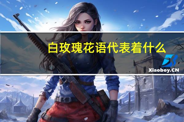 白玫瑰花语 代表着什么