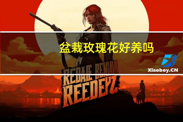 盆栽玫瑰花好养吗