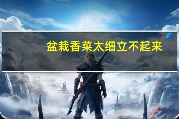 盆栽香菜太细立不起来