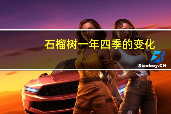 石榴树一年四季的变化