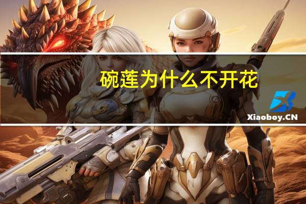 碗莲为什么不开花