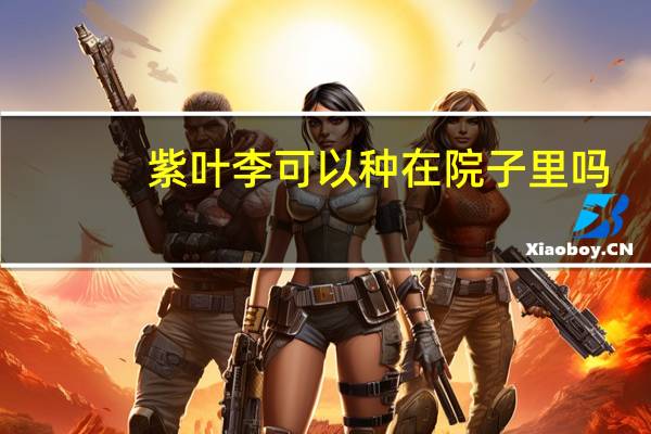 紫叶李可以种在院子里吗