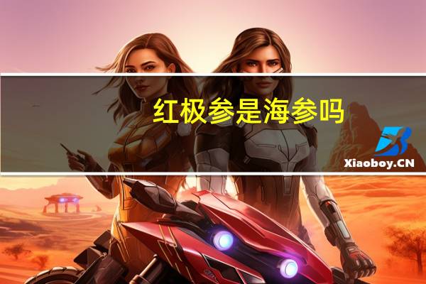 红极参是海参吗