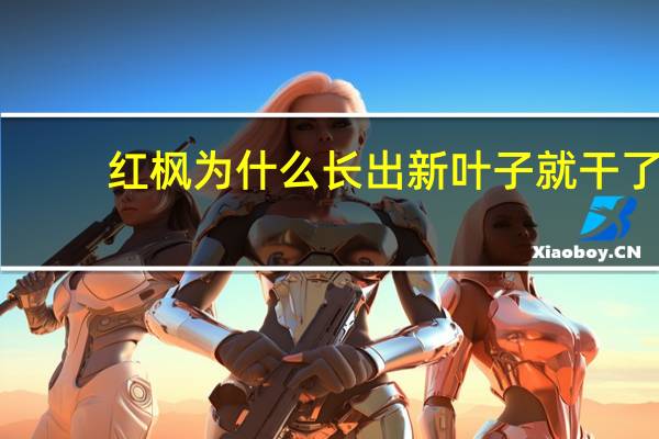 红枫为什么长出新叶子就干了