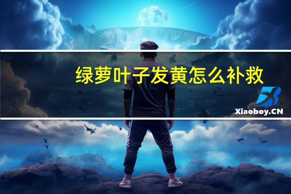 绿萝叶子发黄怎么补救