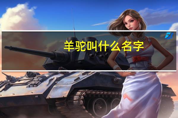 羊驼叫什么名字