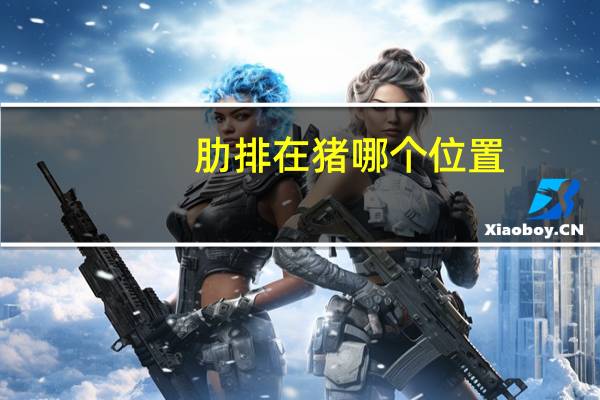 肋排在猪哪个位置