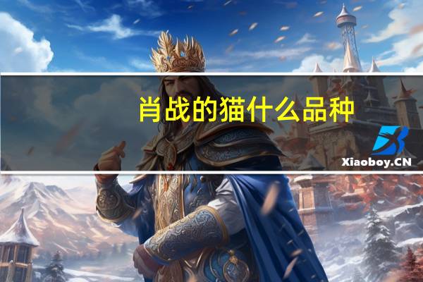 肖战的猫什么品种