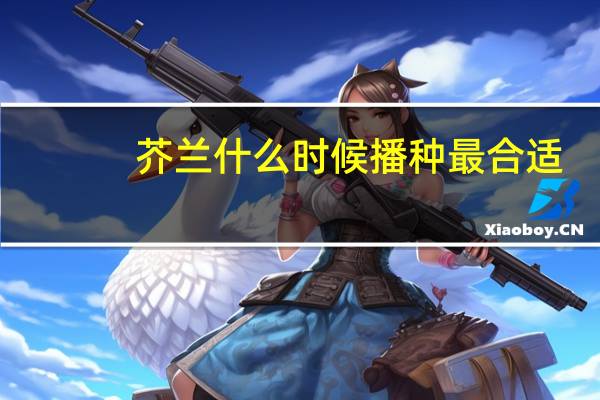 芥兰什么时候播种最合适