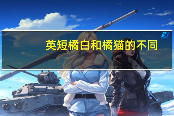 英短橘白和橘猫的不同