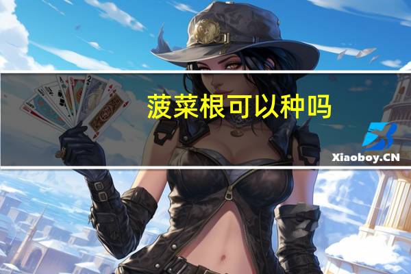 菠菜根可以种吗