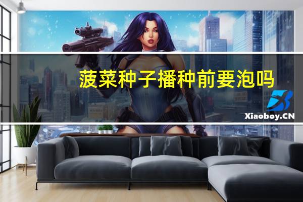 菠菜种子播种前要泡吗