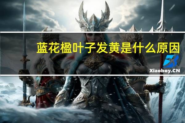 蓝花楹叶子发黄是什么原因