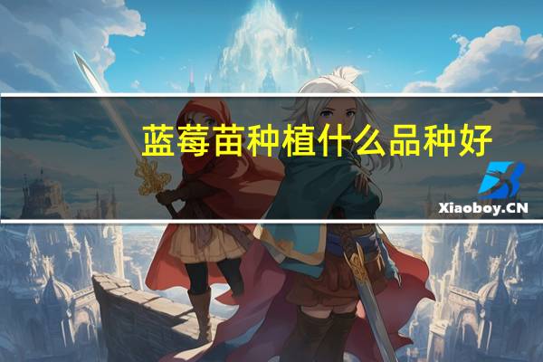 蓝莓苗种植什么品种好