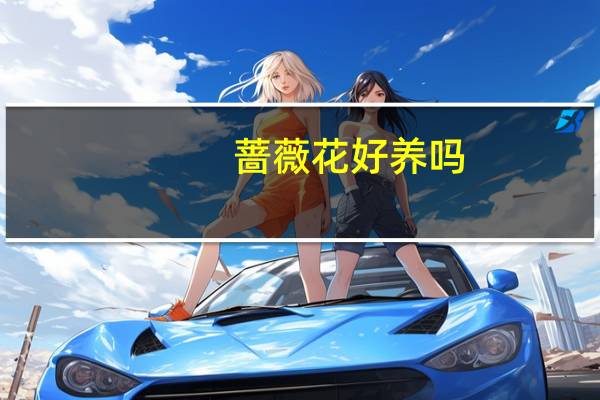 蔷薇花好养吗