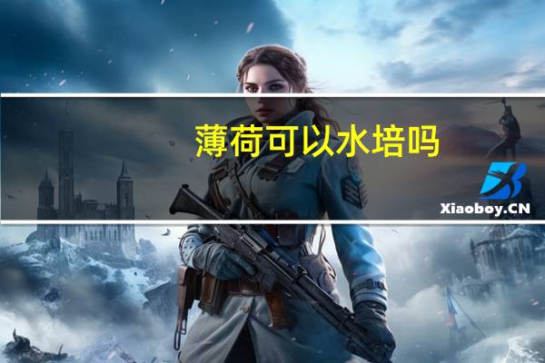 薄荷可以水培吗