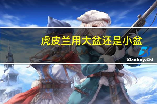 虎皮兰用大盆还是小盆