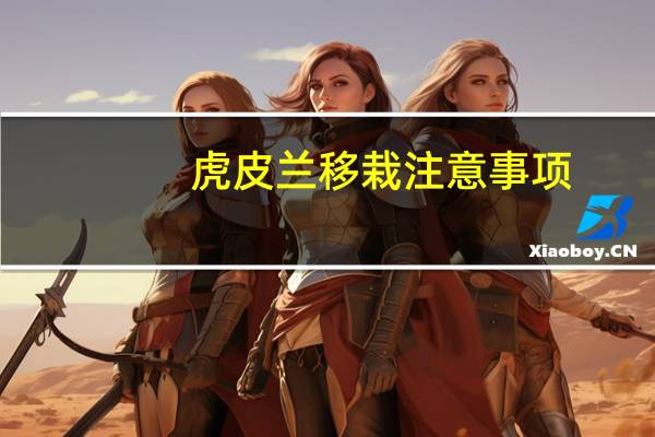 虎皮兰移栽注意事项