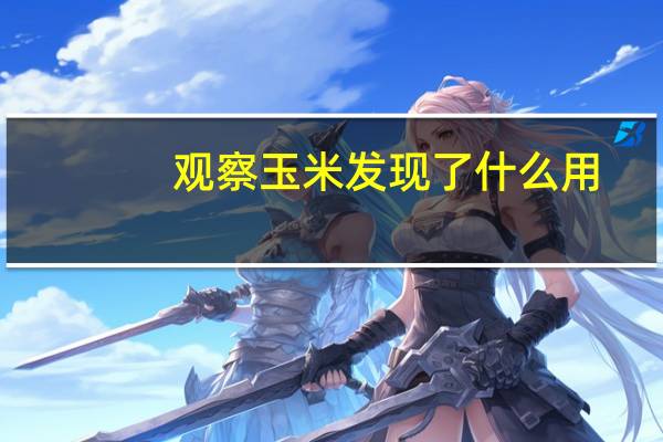 观察玉米发现了什么用