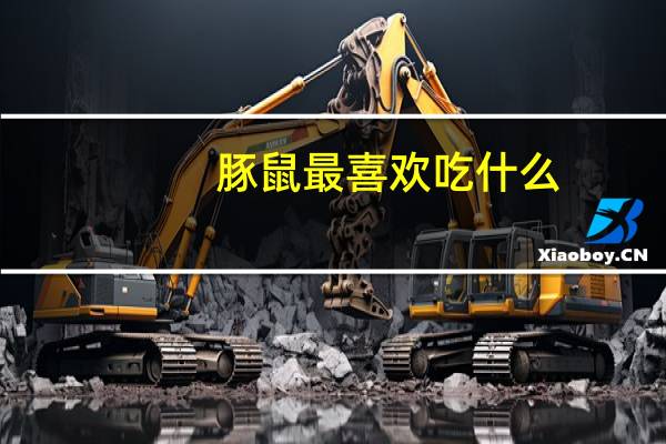 豚鼠最喜欢吃什么