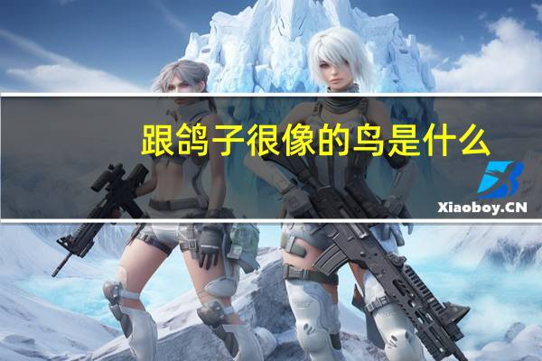 跟鸽子很像的鸟是什么