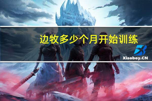 边牧多少个月开始训练