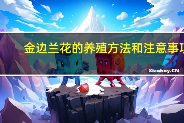 金边兰花的养殖方法和注意事项