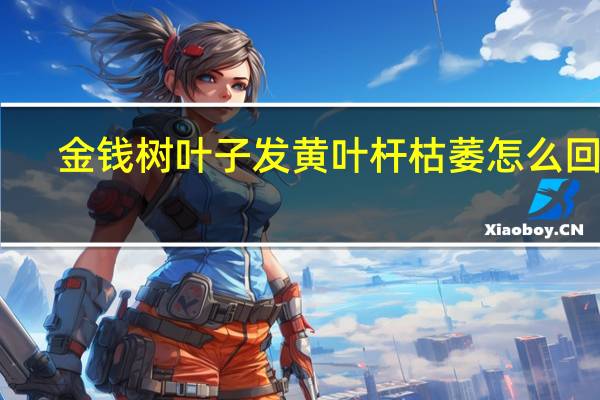 金钱树叶子发黄叶杆枯萎怎么回事