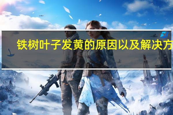 铁树叶子发黄的原因以及解决方法