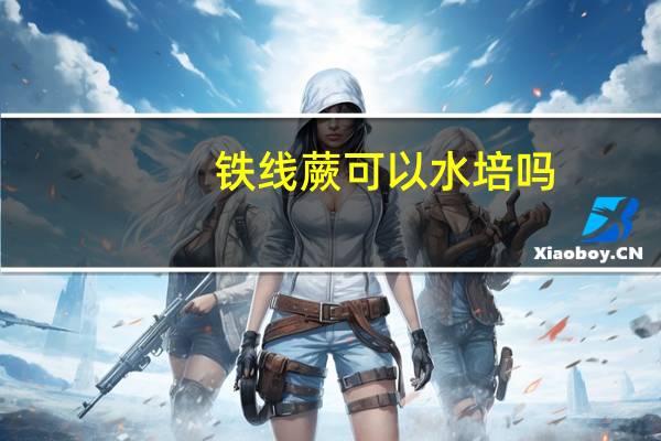 铁线蕨可以水培吗